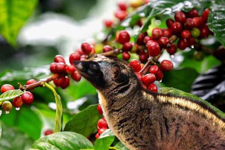 coffee-luwak-plantation